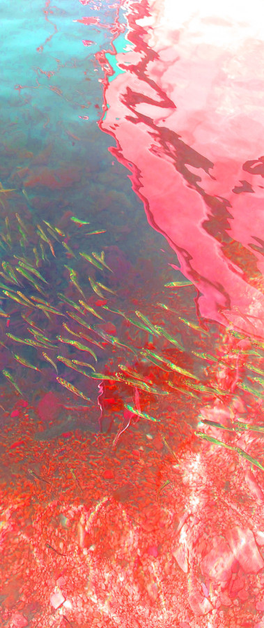 A fish swarm in red + blue, Photostyle